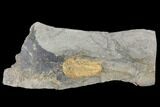 Unusual Myopsolenites Cambrian Trilobite - Tinjdad, Morocco #108687-1